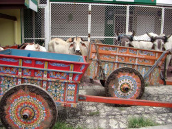 7 oxcarts in santa ana 800