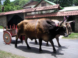 8 two big for the cart 800