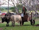 9 cuba oxcart 800