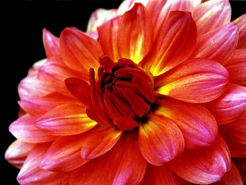 1 brilliant red dahlia blooming in honduras in central america 800ccc