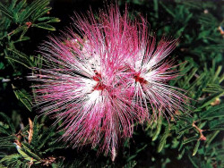 10 can you identify this flower  2  800