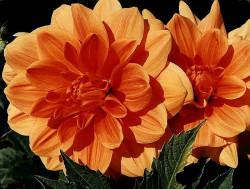 12 mums from venezuela 800