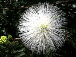 16 can you identify this flower  4  800