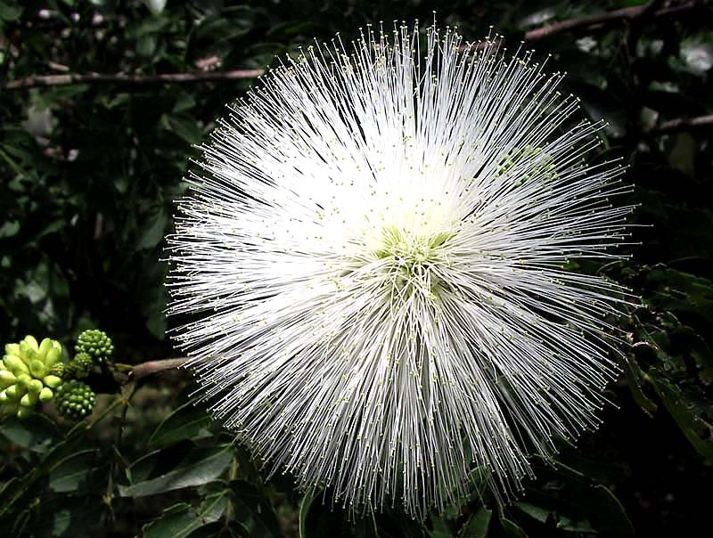 16 can you identify this flower  4  800