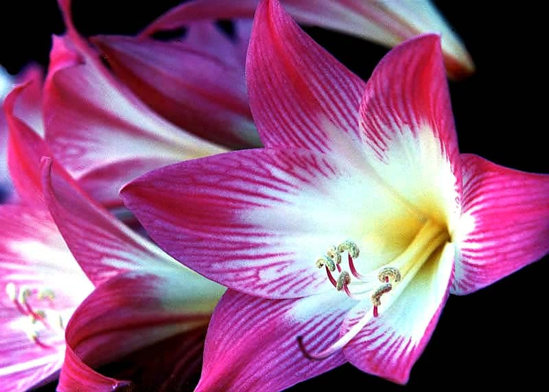 17 can you identify this flower  5  800