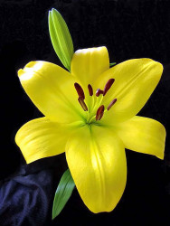 2 lily photogrpahed in costa rica 800