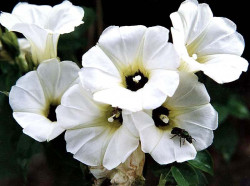 24 can you identify this flower  8  800