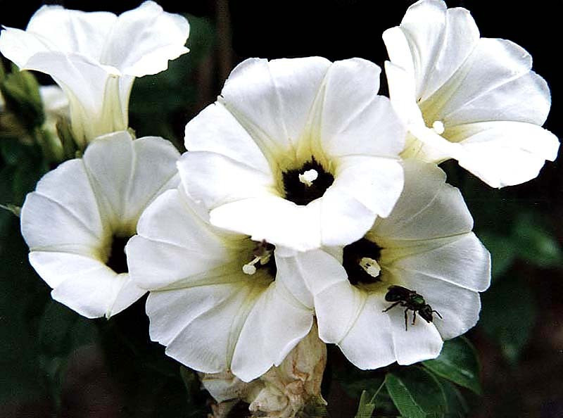 24 can you identify this flower  8  800