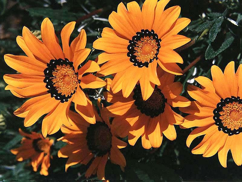 33 can you identify this flower  10  800