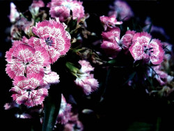 35 can you identify this flower  11  800