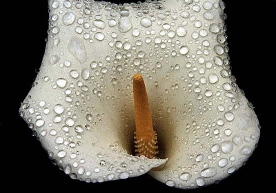 Zantedeschia