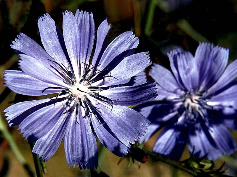 49 can you help identify this flower 800