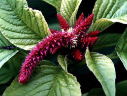 51 can you identify this flower  21  800