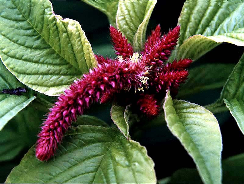 51 can you identify this flower  21  800