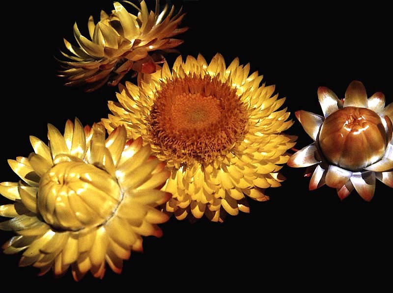 7 strawflower from venezuela 800