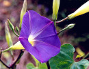 19 ipomoea indica     morning glory 8002
