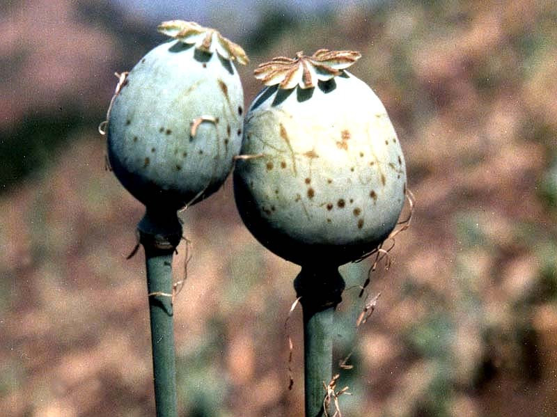 20 opium poppy in burma 2 800