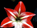 23 red and white amaryllis 800