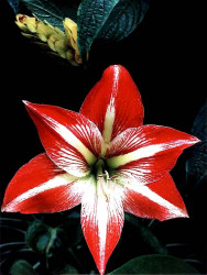 23 red and white amaryllis 800