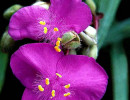 25 spiderwort. . . tradescantia virginiana 800