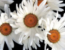 27 gerbera daisy . . . gerbera sp. 800