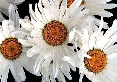 Gerbera Daisy