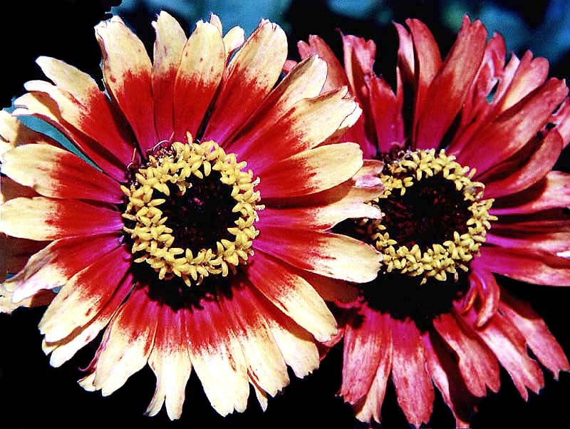 28 multi colored gazanias in honduras 800