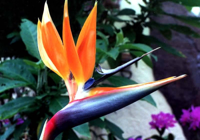 Bird of Paradise