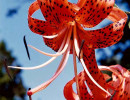 34 turks cap lily  lilium superbum  800