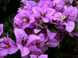 38 bougainvilla from malaysia 800