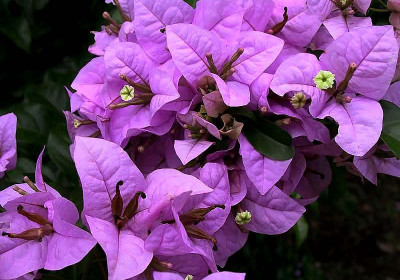 Bougainvillea