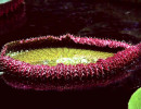 39 giant water lily from costa rica 800