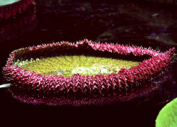 39 giant water lily from costa rica 800