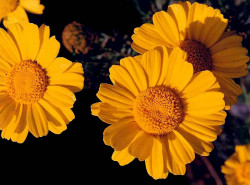 60 calendula officinalis in south korea 800