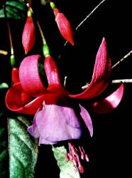 62 a fushia flower from australia 800