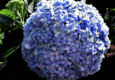 Hydrangea