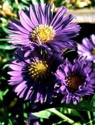 67 swan river daisy  brachycome iberidifolia  photographed in malaysia 800