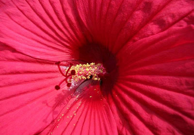 Tibouchina urvilleana