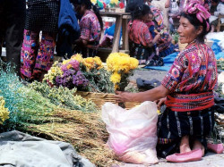 20 Pedaling cut flowers in Solala 800