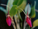 masdevallia