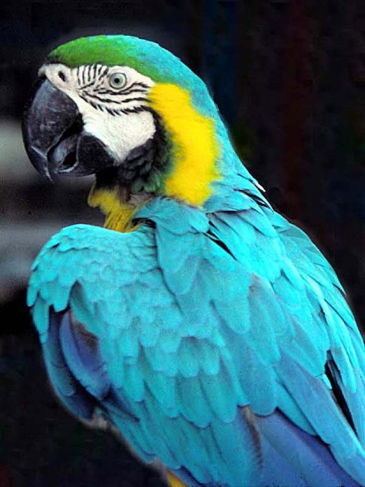 blue parrot in central america