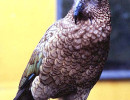 kea