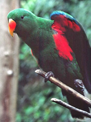 parrot