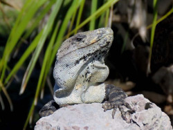 iguana
