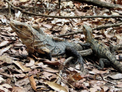male and female iguanas
