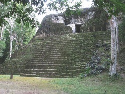 14 moss covered steps of a mayan temple in tikal  guatemala